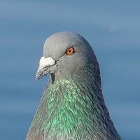 Four-Seasons' Profile Pic