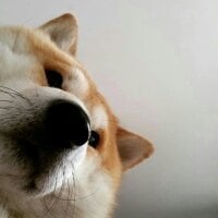 ilovepoochai webcam