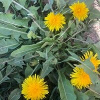 RogueDaryl 아바타 사진