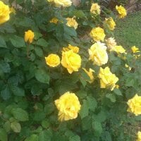 brianp_TX Avatar-Bild