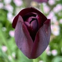 Pysykalb22d's Avatar Pic