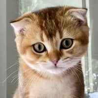 Guv19999 头像图片