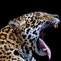 suavecito85's Avatar Pic