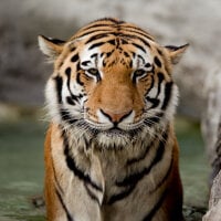 Tiger-Temper's Avatar Pic