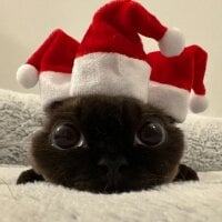 BeiBei-bei: изображение аватарки