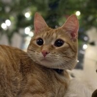 AppleDSelina 아바 타 사진