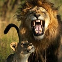 KING_of_LIONESS' Profile Pic