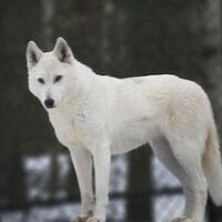 SexyNiceGuy Avatar-Bild