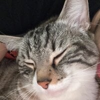 Image d’avatar de Cookieslr1