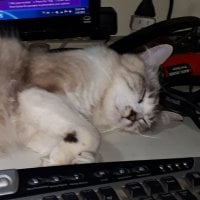 Foto do perfil de moose1489