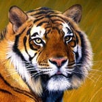 bumbumtiger's Avatar Pic