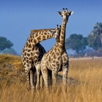 GiraffeLovesToCuddle Immagine Avatar