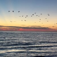 sexualtension webcam