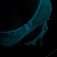 Saralyka's Avatar Pic