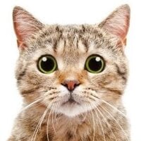 Icat775@xhのアバター写真