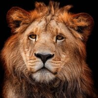 NicoMeserich's Avatar Pic