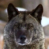 wolfman-007's Profile Pic