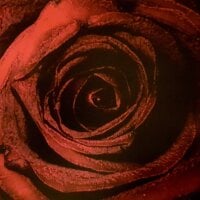 rimmy54784's Profile Pic