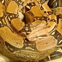 Gambar Avatar Cucciolo66