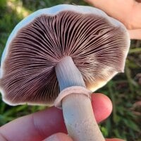 greenzin's Offline Chat Room