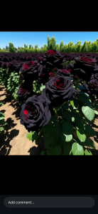 Real-Rose 💗 Pic 4