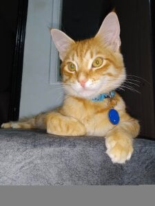 sweetdubros2 Simba🥹😻 Pic 2