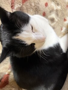 erina_oo えりなのぬっこさん達🐱 зображення 5