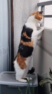 Sweet-bun-3 I'll rent out a spy😁😁😄👀👀👀🐱🐱🐈 Kuva 2