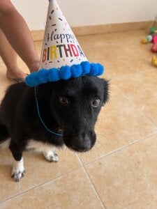 DakothaHyland_ My puppy Foto 4