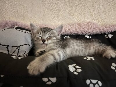 EvaThopsonのmy cat Whiskeyの 2枚の写真