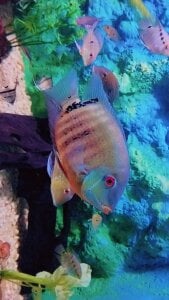 Gabosex18 Animales Poză 4