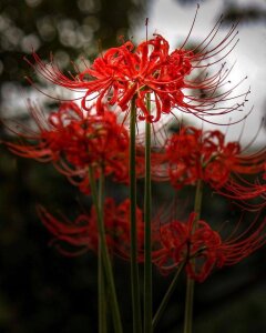 LynneHaviland Spider lilies is sooo beautiful flowers Pic 5