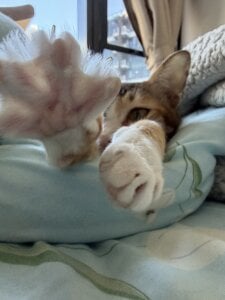 HKBOY0001のCatの 2枚の写真