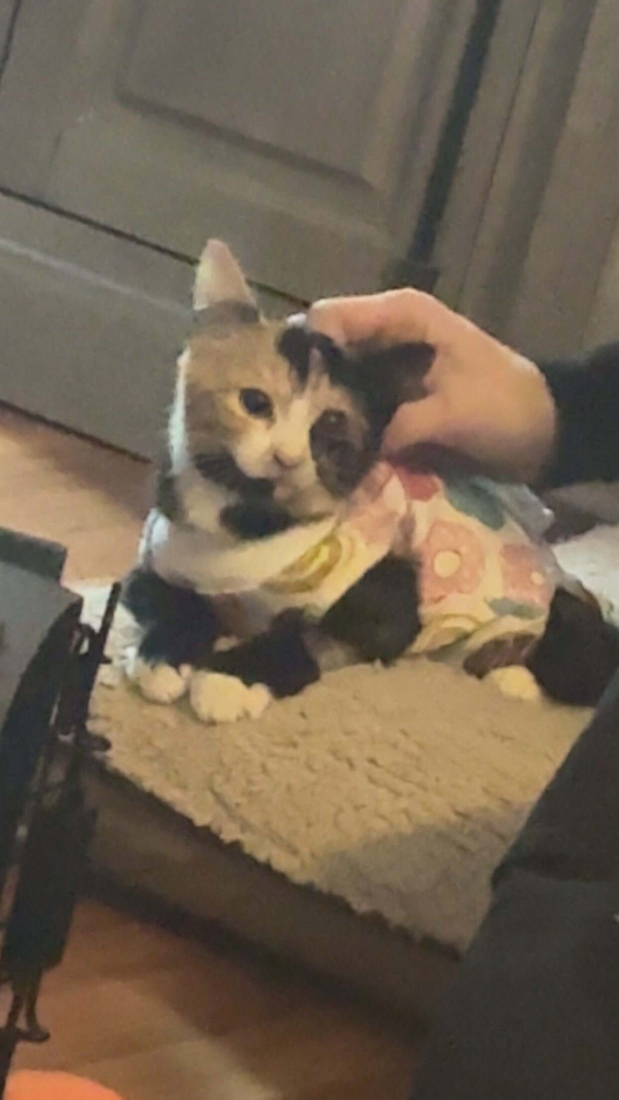 SeasonedBaronyDog图片