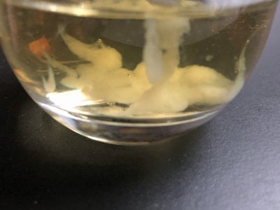 Drink de 911rsr Foto 3