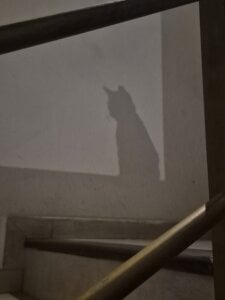 Sarah-Stoner Smokey😻😻😻 Poză 8