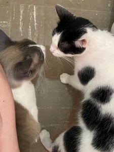 my loves de alisson_zafiro_ Foto 7