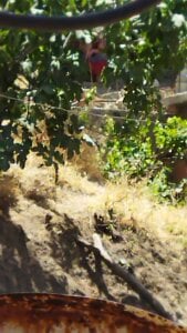 K-27 اااا Fotka 2