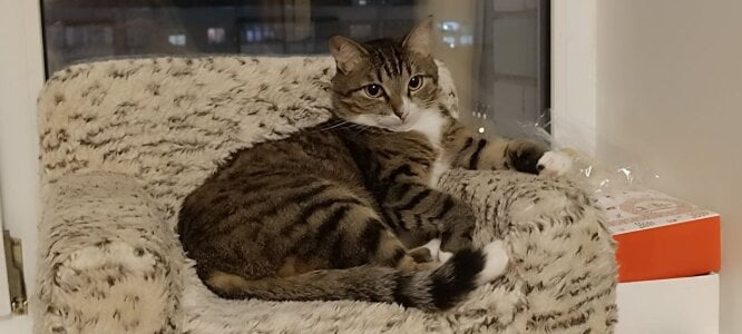 KrisNealMy cat^^ Bild 2