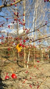 Autumn berries de AngelenaCrittendon  5 Imagens