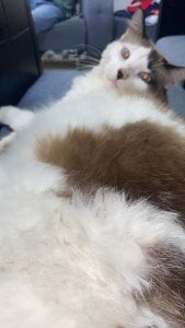 Mi🐈 de Barbiebrunette_ Foto 4