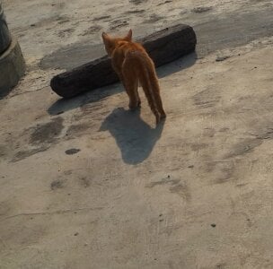 papacitoji Public Foto 2