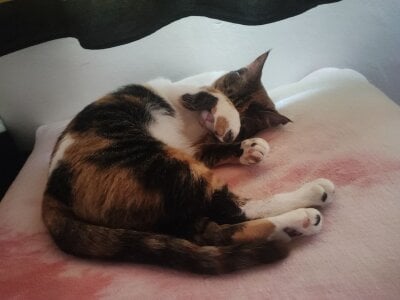 DakotaCandy my sweet babies Pic 3