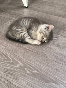 EvaThopsonのmy cat Whiskeyの 3枚の写真