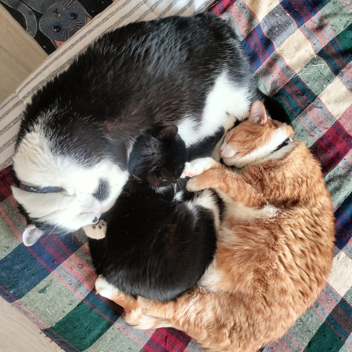 Foto  6485 de tevenwhiite – em alta