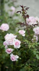 Audrey_Aura ROSES Hình 5