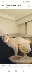 Mis gatos de barbaszztop  Imagens