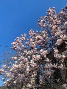 VelvetChloe Public 사진 7