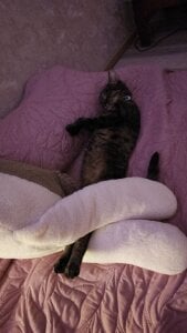 VandaRossi My favorite Splyushka😻 Splyushka will be glad of your financial support♥ 사진 2