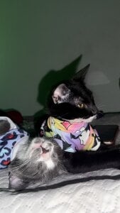 Violeta_Sumer 🐈‍⬛🐈 Pic 3